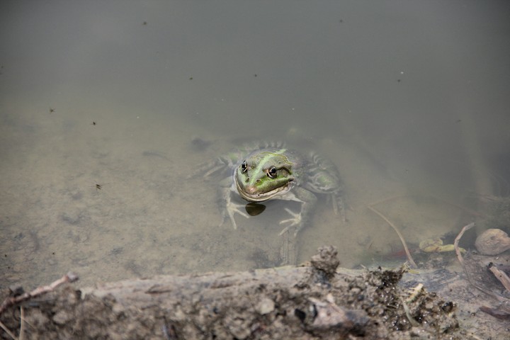 Frog
