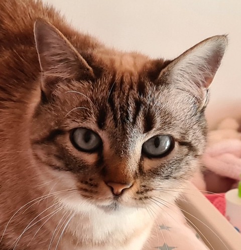 câline