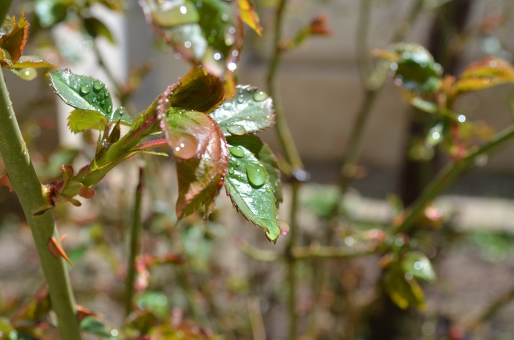 leaf