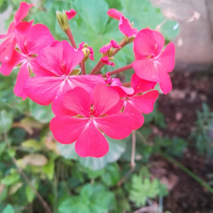flowers