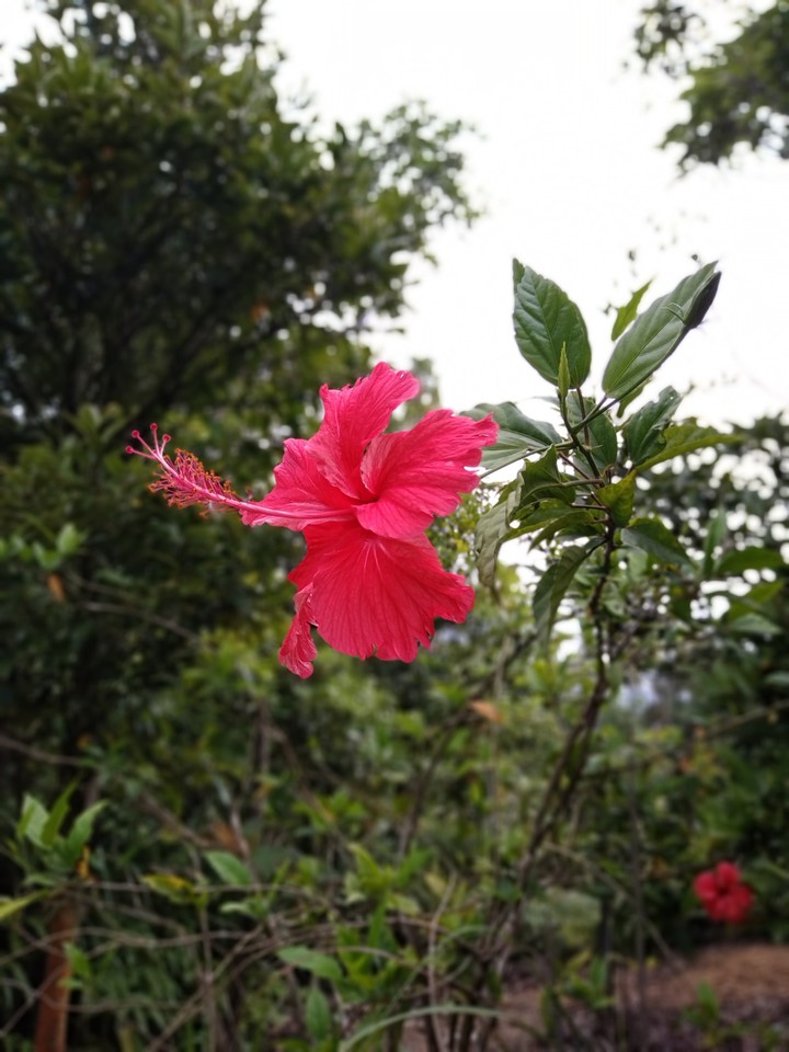 Flower