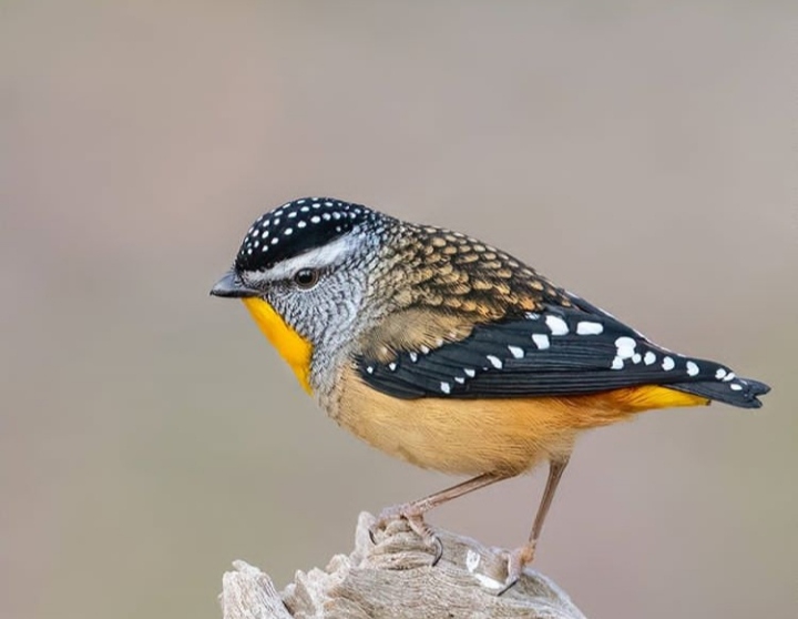 Bird