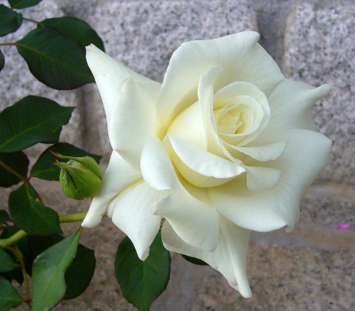 rose