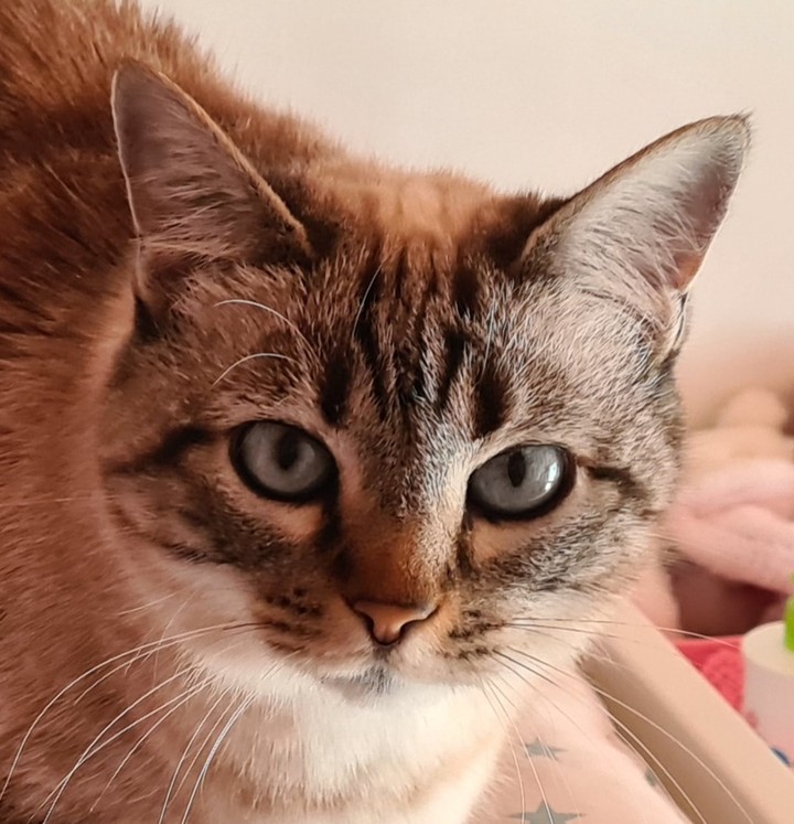 câline