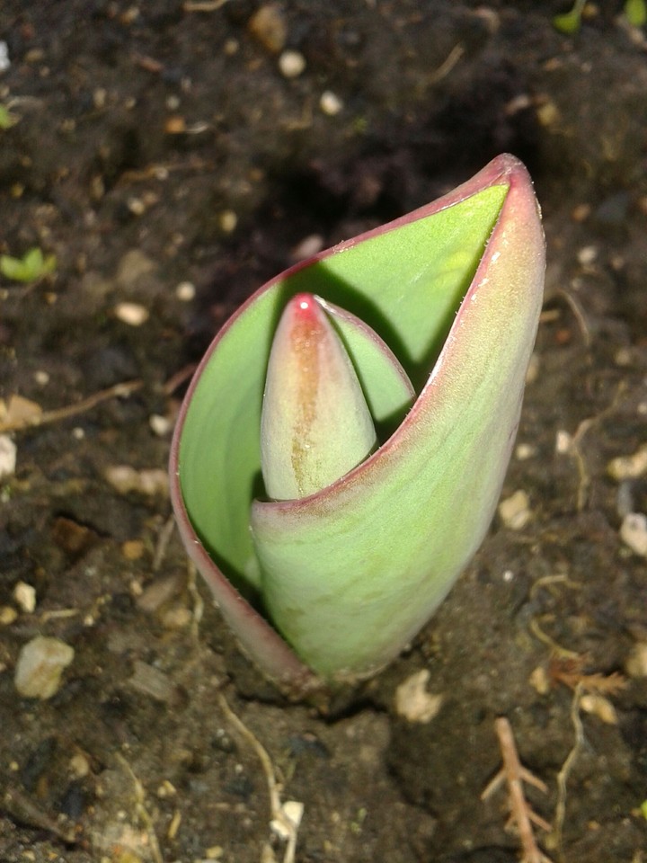naissance du printemps