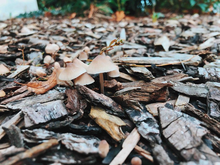 Mushrooms