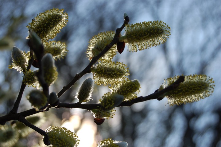 catkin in sunlight