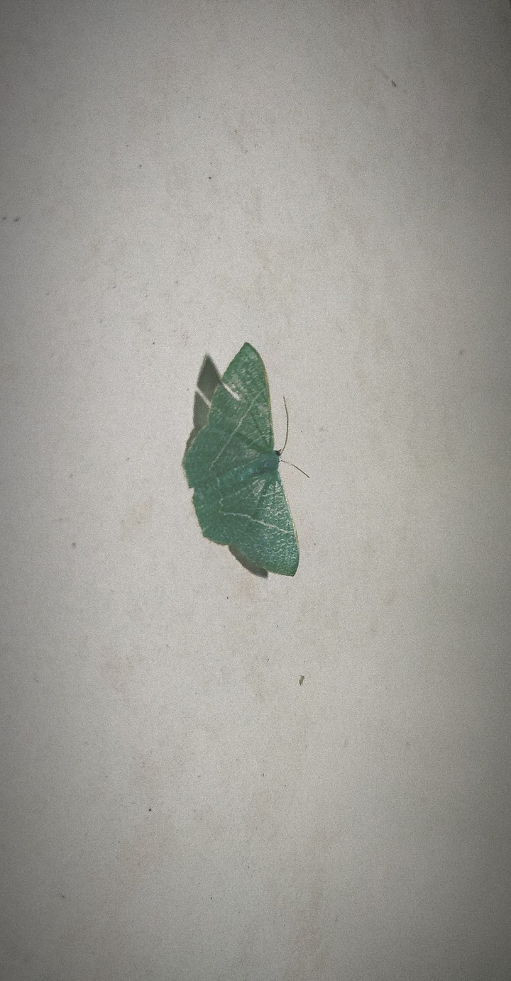 Green Butterfly