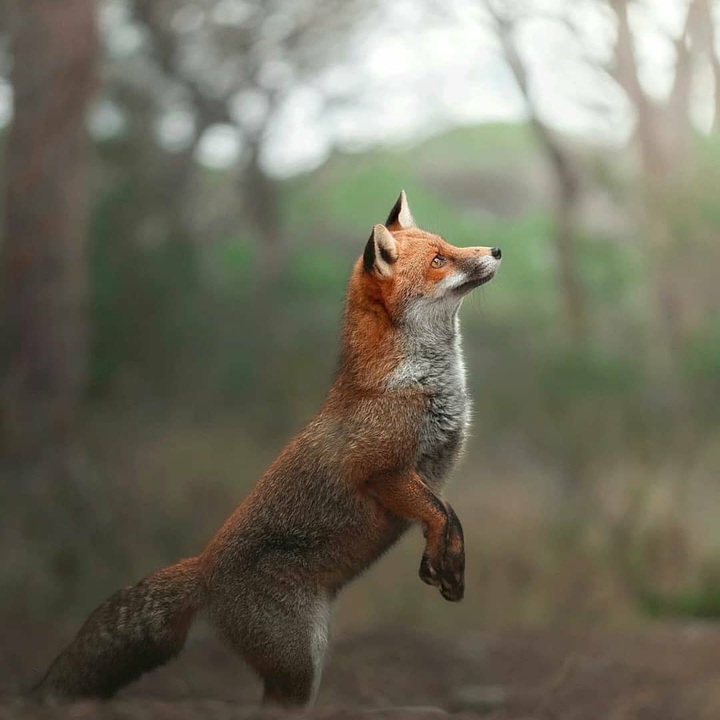 fox7