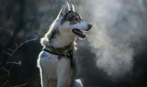 husky