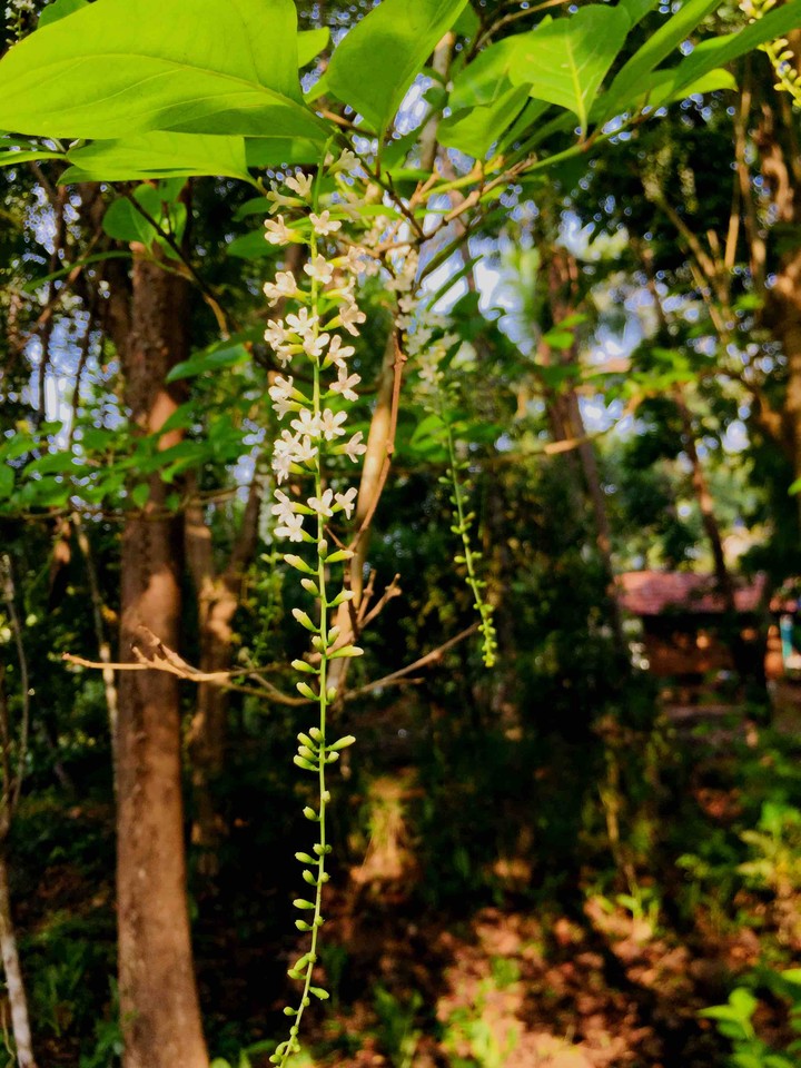 Parijatham- Night blooming flower
