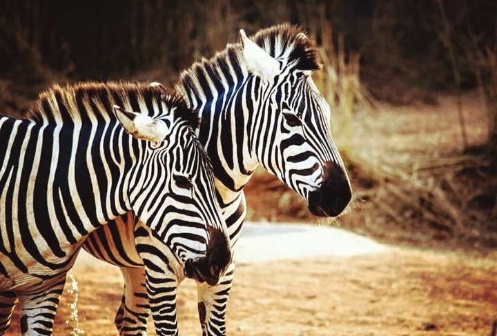Zebra