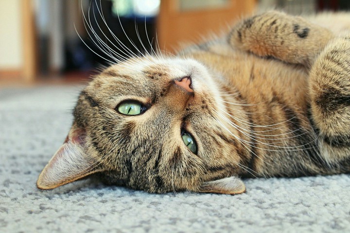 Katze