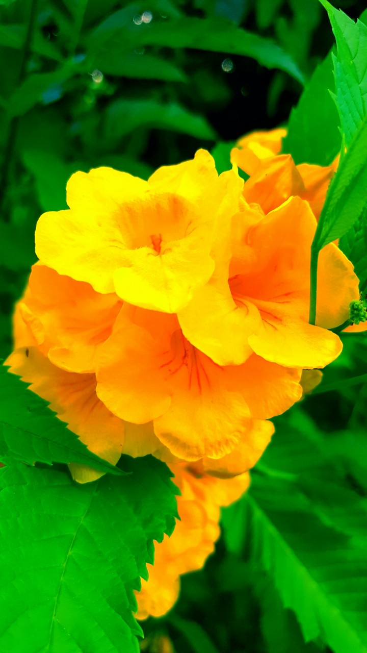flower