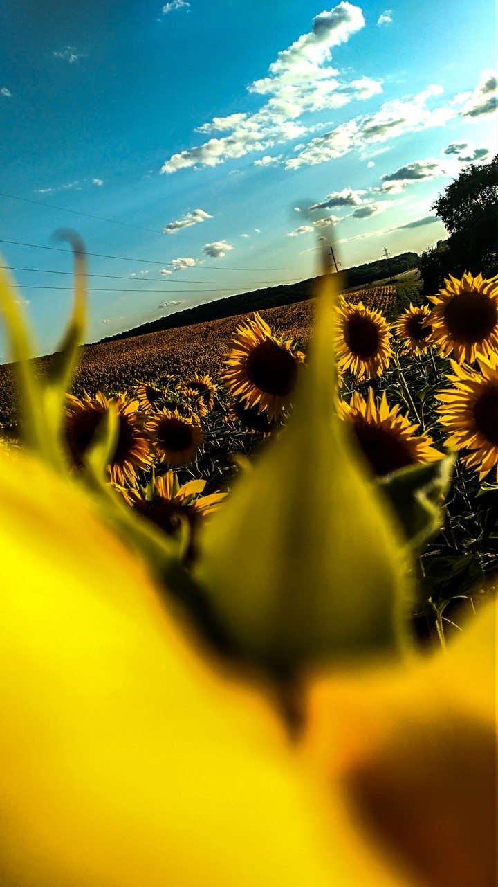 Field of Sunflowers