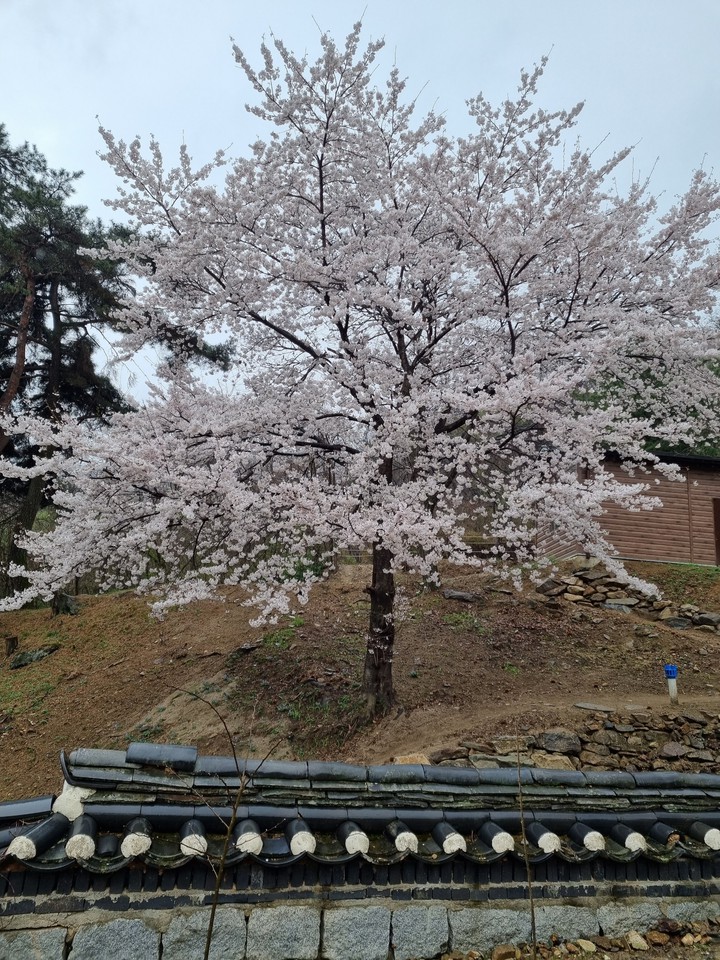 벚꽃