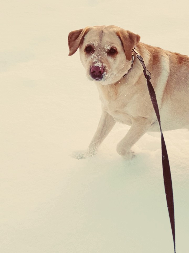 zima labradora
