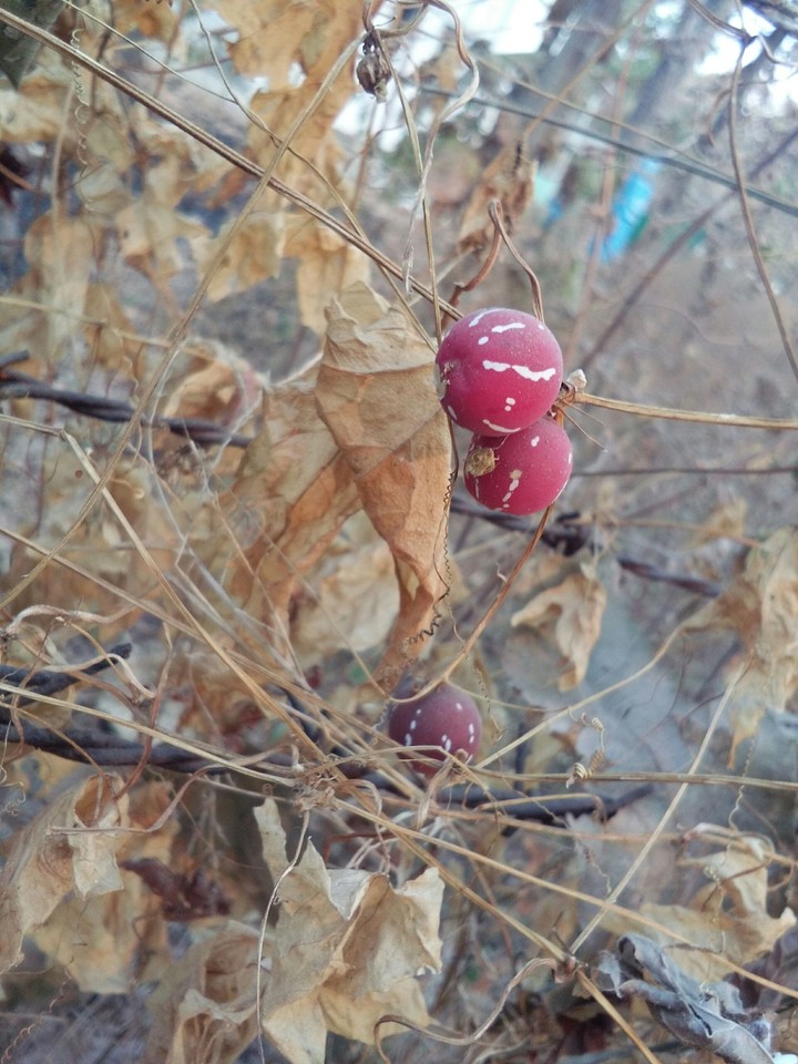 A Red Fruit