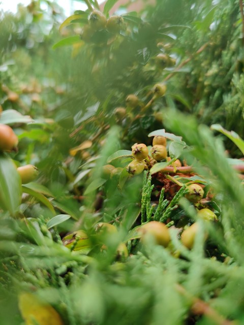 plant, 森林桌布