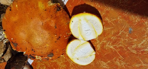 Super amanita