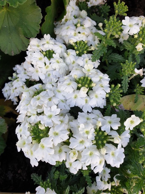 Fiori Bianchi
