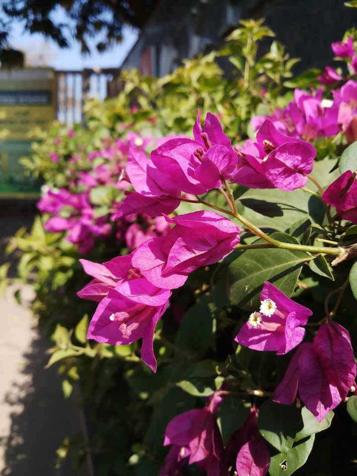 flowers