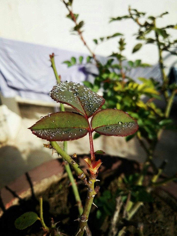 Rose Leaf