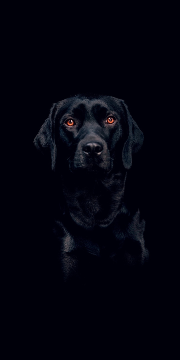 Dog❤️