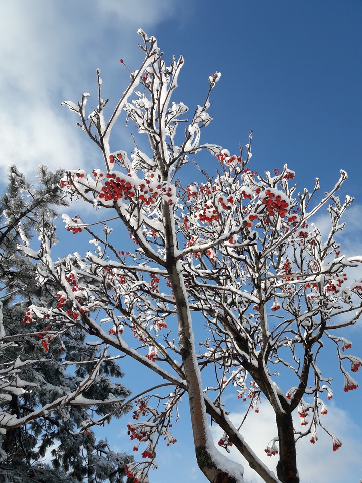 ❄