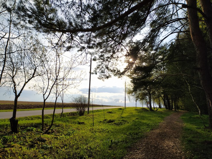 forest
