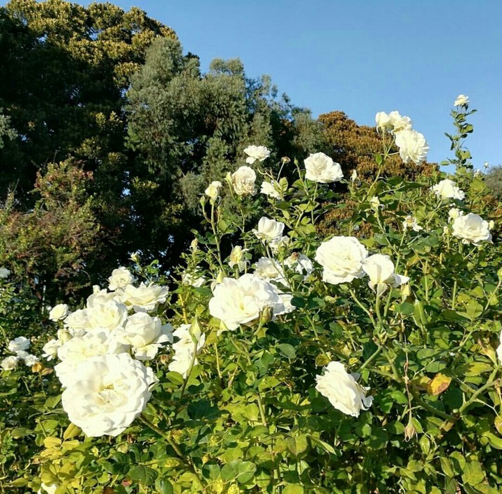 exposition park rose garden.