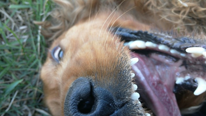 dog