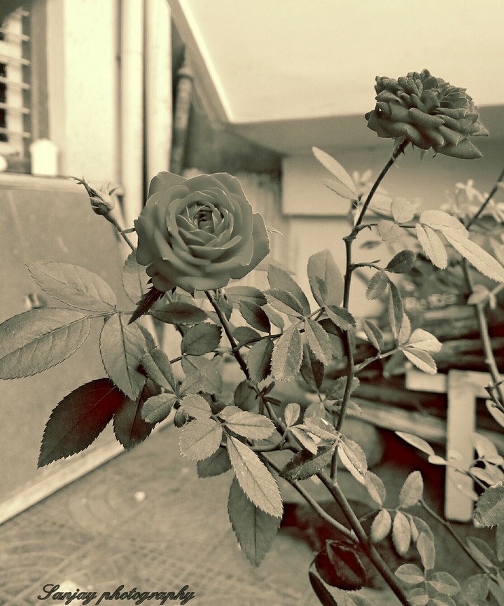 #Roses b&w