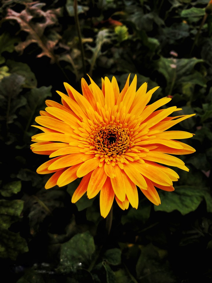 sun flower