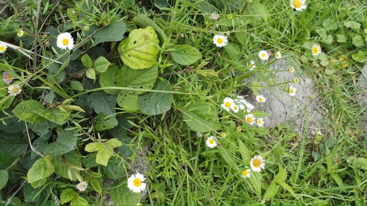 flowers