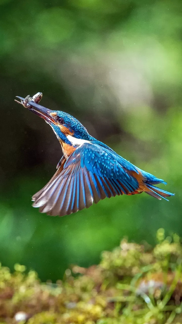 bird