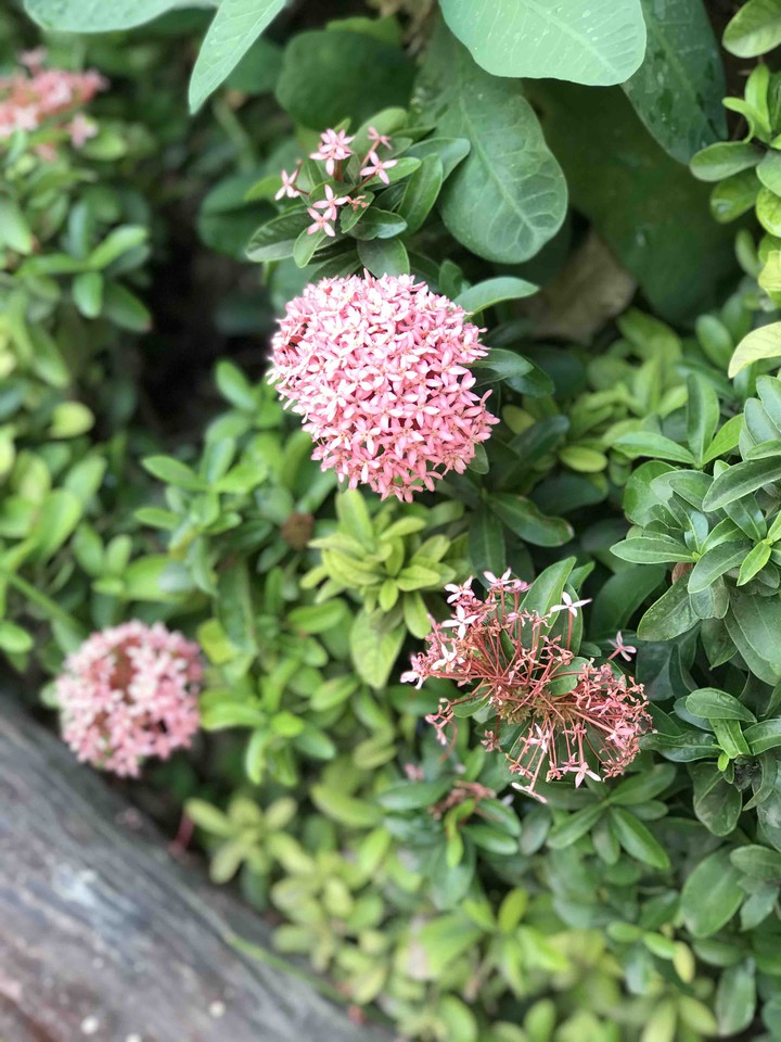 flowers
