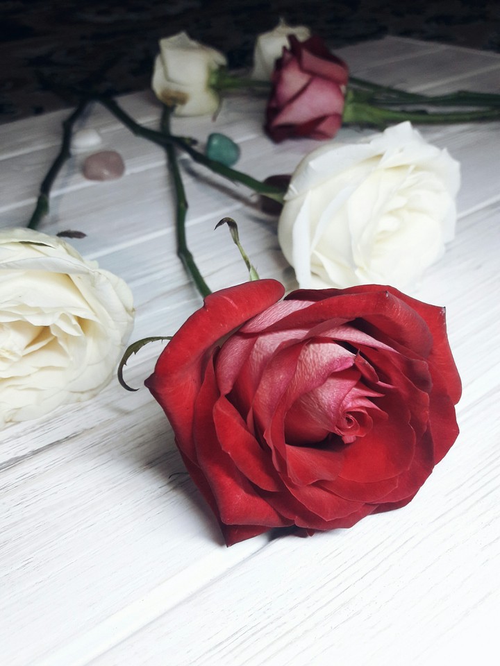 Rose