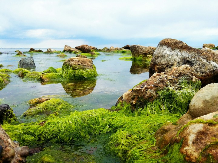 Водоросли