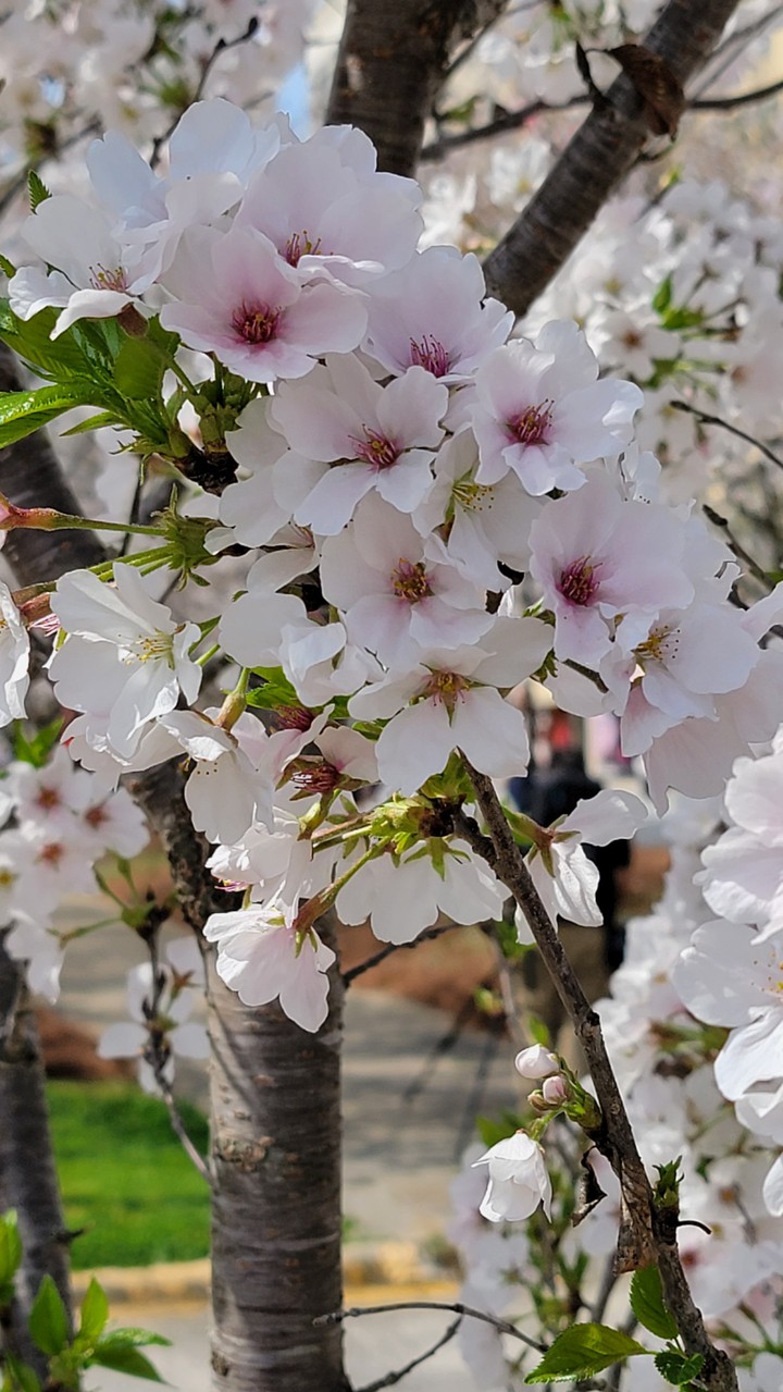 cheery blossom macon