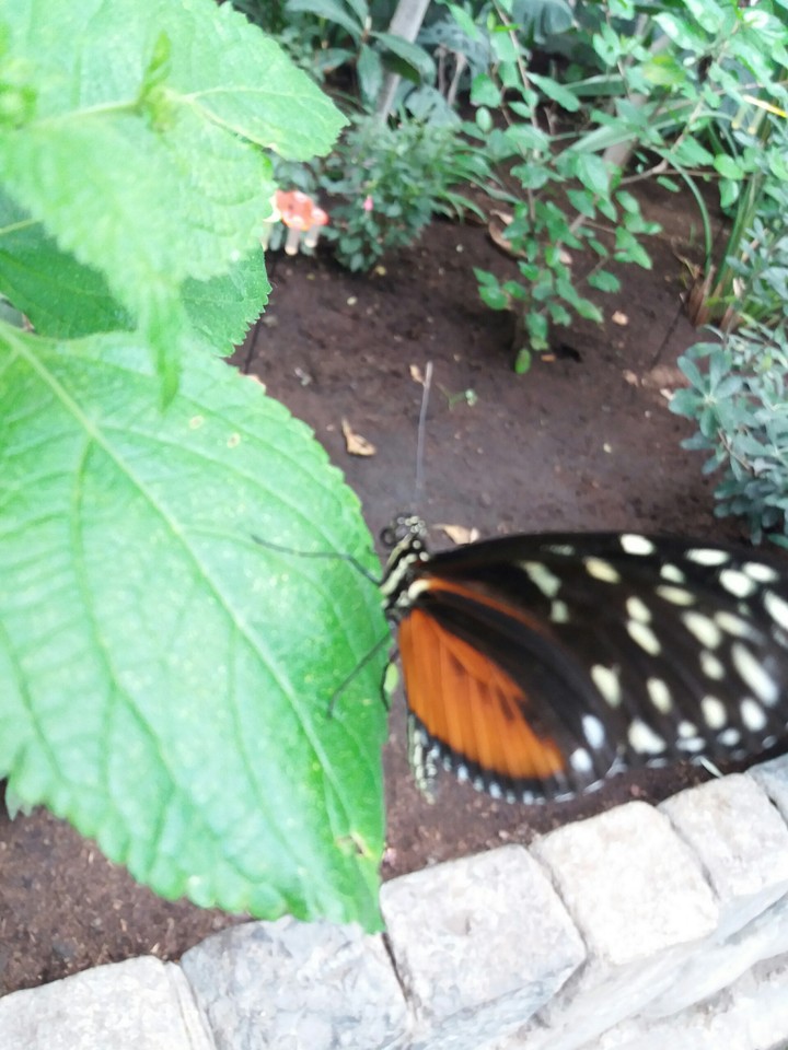 Butterfly
