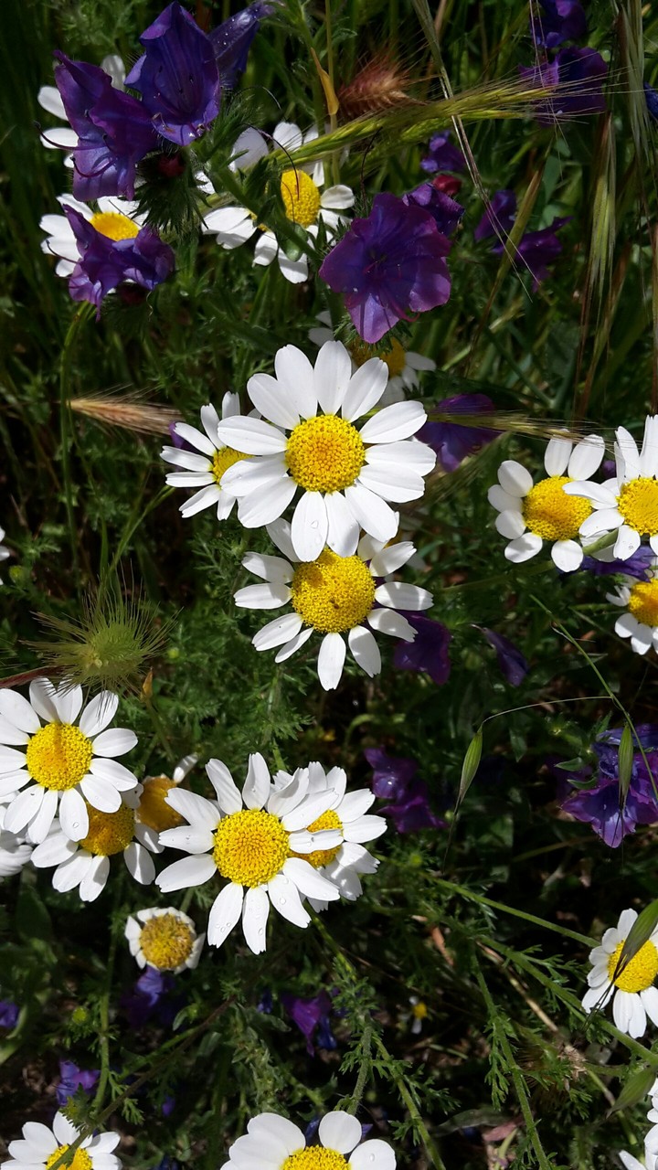 primavera