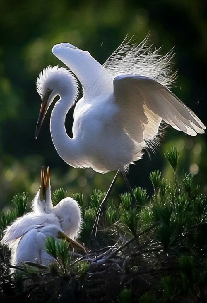 cute birdi
