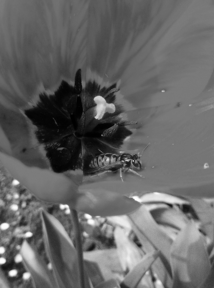 black and white photo