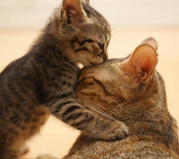 cats Mommy