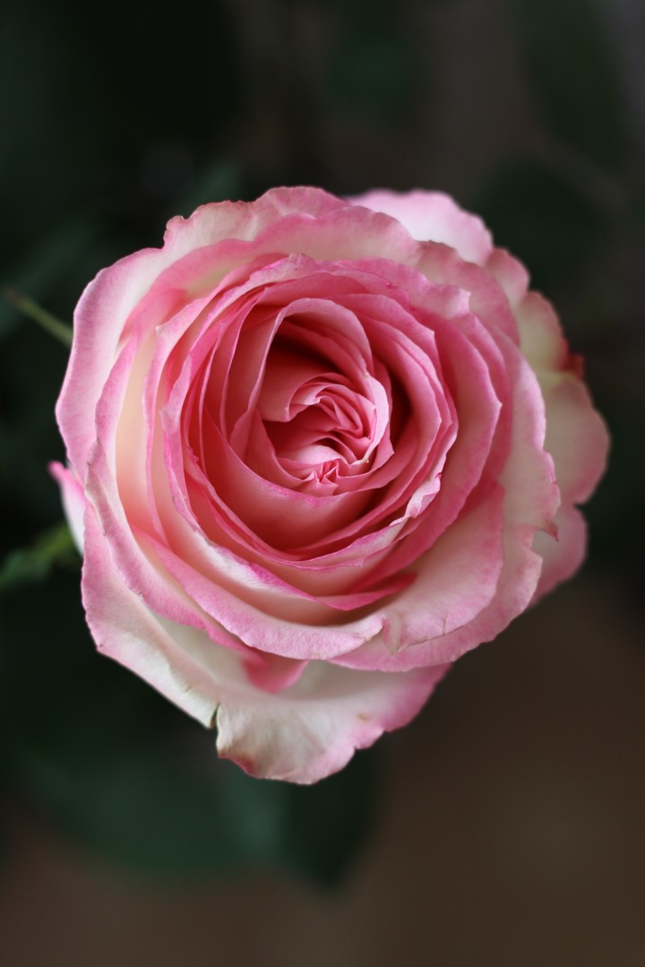 Rose/Роза