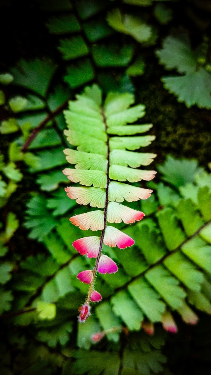 beautiful leaf ❤️