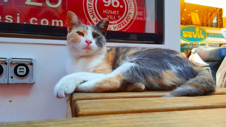 cat