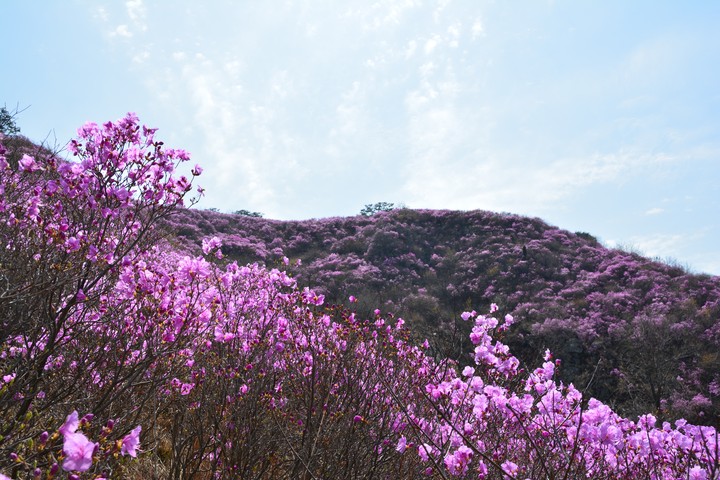 고려산의봄이미지