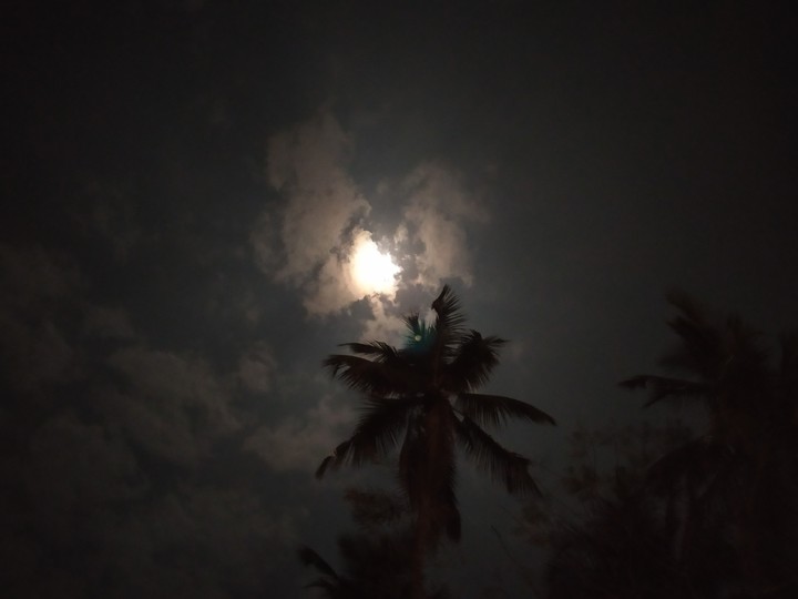 moon and coconut tree